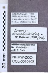 Etikette zu Lacon tenebrionoides (NHMW-ZOO-COL-0010403)